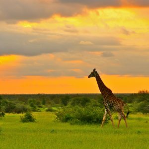 Kruger National Park - South Africa