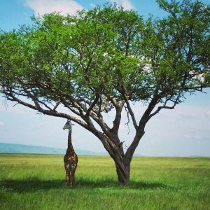 Serengeti Tanzania exotic travel